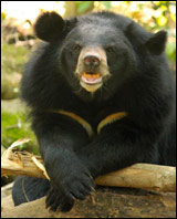 Bear at Kuang Si falls in Luang Prabang